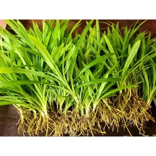 《พร้อมส่ง》ต้นใบเตยหอม สำหรับเพาะปลูกและสำหรับใช้งาน 10ต้นแถม1ต้น