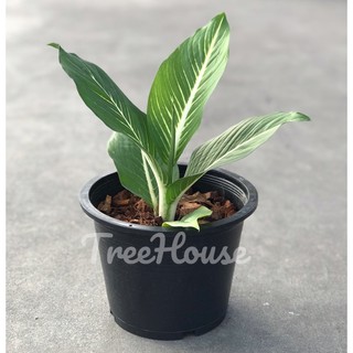 เสริมบารมี กระถาง 8 นิ้ว / Aglaonema sp. ‘Soembarame’pot 8