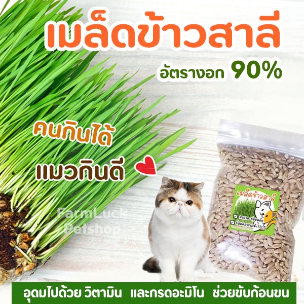 เมล็ดต้นข้าวสาลี หญ้าแมว เป็นเมล็ดพันธุ์ชั้นดี ปลอดสารเคมี 100% สะอาดปลอดภัย ปลูกง่ายโตใน 7 วัน