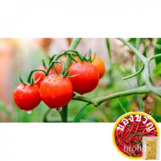 Cherry Tomato Seeds (30 seeds)通心菜/苹果/裙子/男装/园艺/向日葵/种子/seeds/手链/芹菜/ IWKU