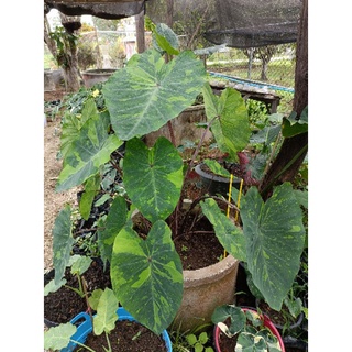 Colocasia lemon lime บอนเลม่อนไลม์ ใบด่าง ปลูกง่ายโตเร็ว ออกหน่อดี ไลม์ มี 3ไซต์