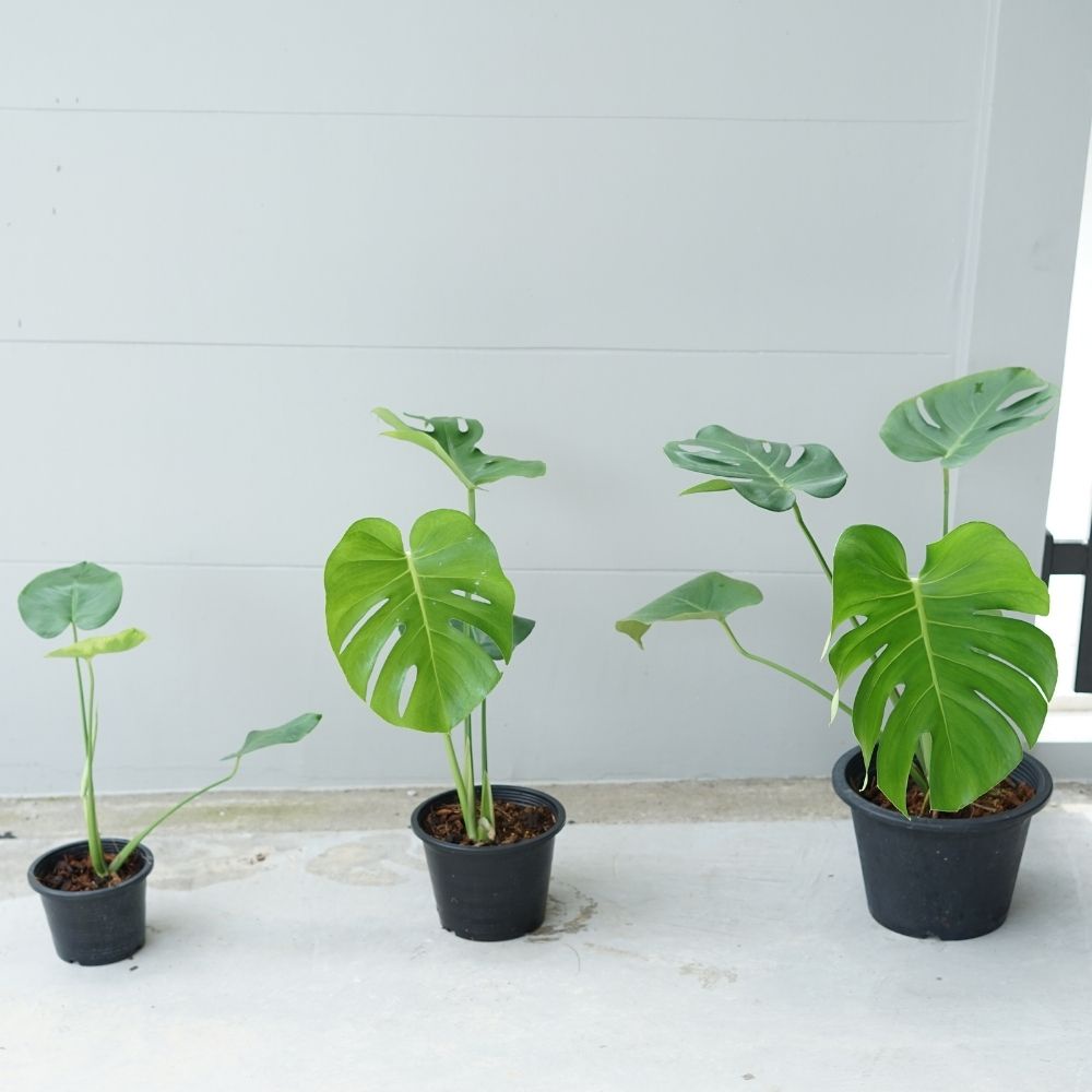 มุมมอง 4