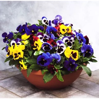 เมล็ดดอก Pansy คละสี (จำนวน 10 เมล็ด)