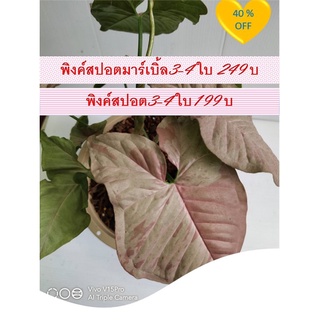 ต้นออมชมพู#พิ้งสปอต#syngonium_pink_spot