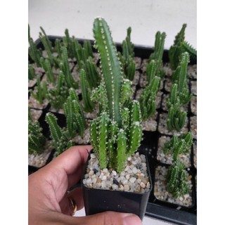 คอนโดนางฟ้า Cereus Peruvianus Florida กระบองเพชร แคคตัส