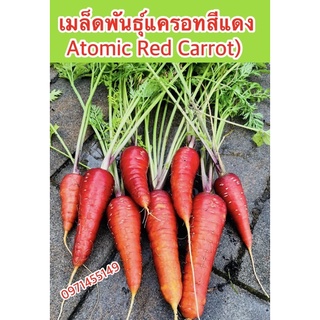 เมล็ดพันธ์ุแครอทสีแดง(Atomic Red Carrot)เมล็ดแท้สีสวย