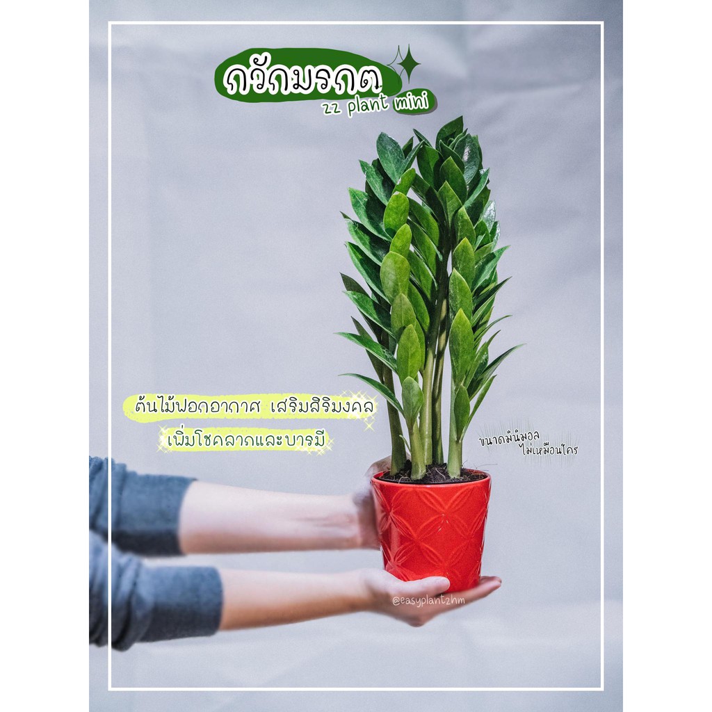 🌱กวักมรกต🌱 “zz plant mini” ต้นไม้ฟอกอากาศ