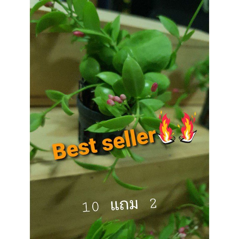 LuSh GarDen ต้นเดฟกระเป๋าเศรษฐี 10 ต้นแถม 1 ต้น คะ 🌈 สร้างสไตล์ให้บ้านคุณทันที