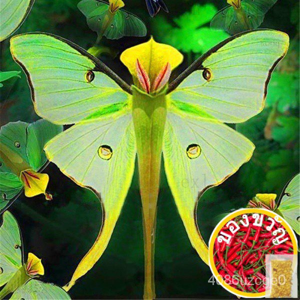 10pcs Phalaenopsis Orchid Seeds Bonsai Rare Orchid Flower Seeds Indoor Garden通心菜/上衣/苹果/内裤/母婴/文胸/儿童/木