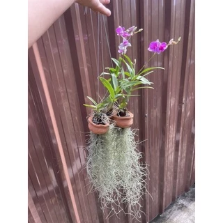 กล้วยไม้กระถางดินเผาพร้อมเคราฤาษี🌺🌸🍃🍀☘️🌿(ส่งติดดอกทุกต้นแต่ไม่มีการรับประกันถ้าเกิดดอกหักนะครับเพราะเป็นกล้วยไม้)