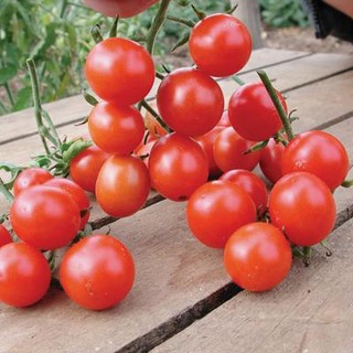 เมล็ด มะเขือเทศเชอรี่ลูกใหญ่ - Alicante Large Cherry Tomato