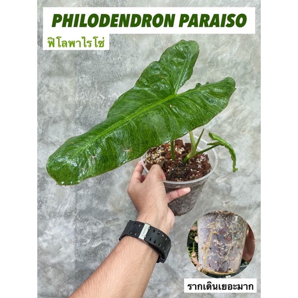 ฟิโลเดนดรอนพาไรโซ่ philodendron paraiso