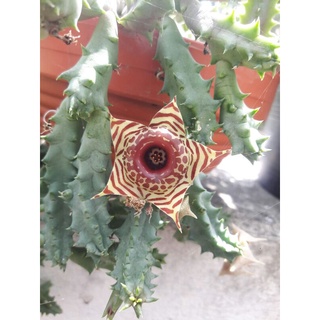 เก๋งจีน Huernia zebrina