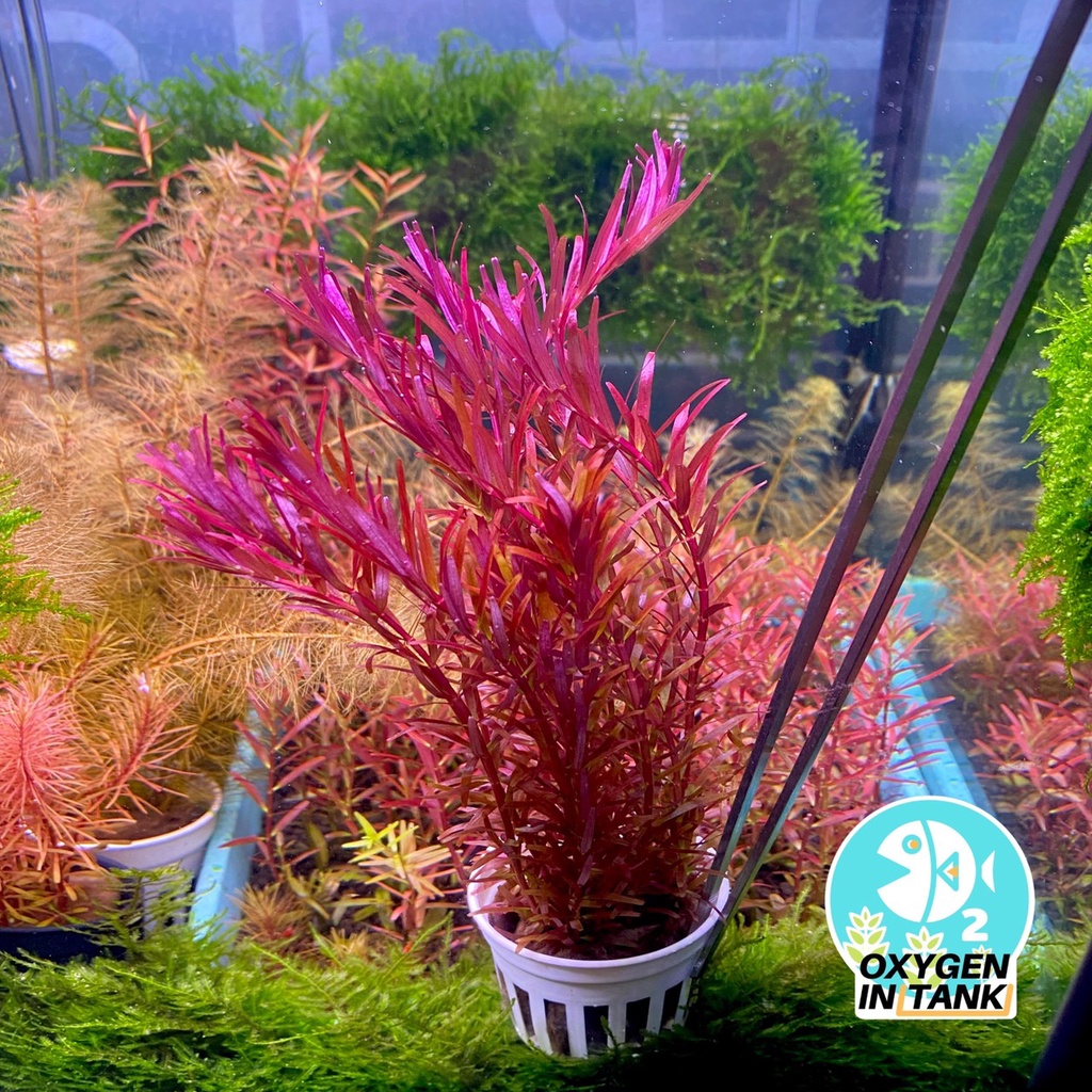 โรทาร่า โคโรลาต้าRotala sp. Colorata ขาย ชุดละ 3 กิ่ง และ 5 กิ่ง (พร้อม ...