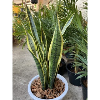 ลิ้นมังกร🦖🦖Snake plant (ขอบเขียว,ขอบเหลือง) ต้นไม้ฟอกอากาศ(กระถาง9-10นิ้ว)