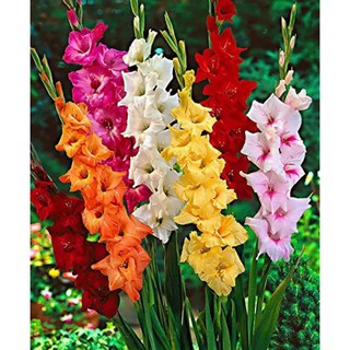 10 หัว แกลดิโอลัส (Gladiolus) หรือดอกซ่อนกลิ่นฝรั่ง คละสี เป็นดอกไม้แห่งคำมั่นสัญญา ความรักความผูกพัน สินค้าตามรูป