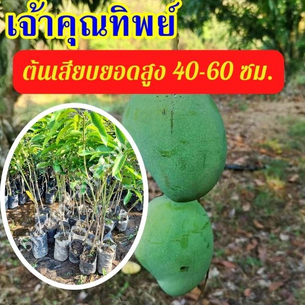 1 ต้น มะม่วงเจ้าคุณทิพย์ ต้นสูง 40-50 มีรสชาติดีทั้งผลดิบและสุก ผลสุกเนื้อแน่น ไม่มีเสี้ยน รสหวานจัด