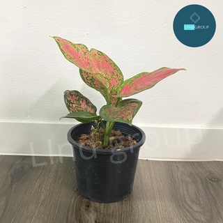 [🔥 โค้ดลดเพิ่ม] ต้นอัญมณี สีชมพู หรือ อโกลนีมา (Aglaonema) ขนาดความสูงต้น 15- 30 ซม. พร้อมกระถางพลาสติกสีดำ4- 6 นิ้ว