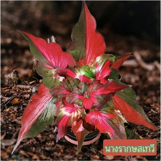 บอนสีนางรากษส บอนสีตัวเทพๆด่างทุกใบ จัดส่งทั้งกระถาง🪴💢