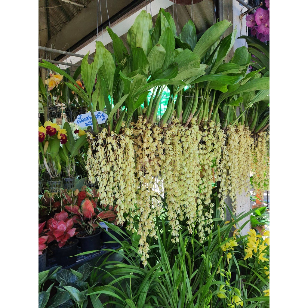 เอื้องสายเสริด (Coelogyne) มีดอกทุกต้น มีกลิ่นหอม เอื้องสายเสริด (Coelogyne) size กระถาง 4” พร้อมส่ง