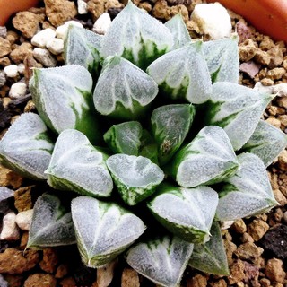 Haworthia Love Heart ฮาโวเทียเลิฟฮาท