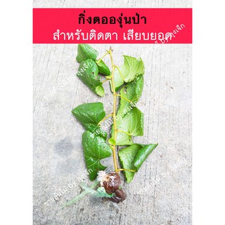 กิ่งตอนองุ่นป่า  ตอองุ่นป่า Root stock   กดสั่งขั้นต่ำ  5 กิ่ง สำหรับนำไปเสียบยอด ติดตา  สั่งแยกกับต้นไม้อื่น  ปลูกง่าย