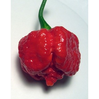 เมล็ด พริกตรินิแดด มอรูก้า สกอร์เปียน(สีแดง) - Trinidad Moruga Scorpion