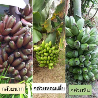 กล้วยหายาก 3 ชนิด    กล้วยนาก กล้วยหอมเตี้ย  กล้วยหิน กล้วยแปลก กล้วยหายาก กล้วยสะสม