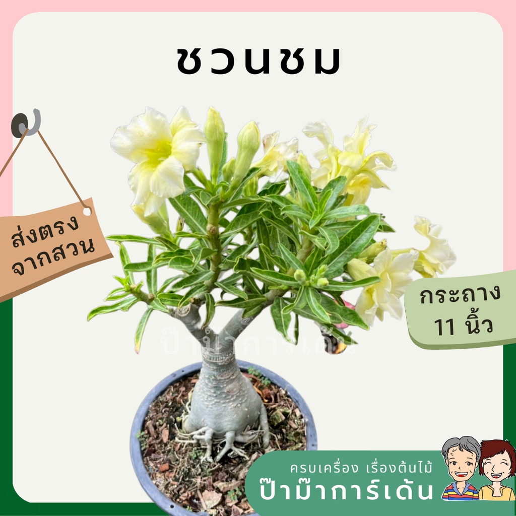 มุมมอง 2