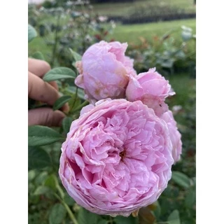กุหลาบเลื้อยสปิริตออฟฟรีดอม ถุงละ 150 บาท ส่งยกต้นพร้อมดอกจ้า🌹🌱🎉