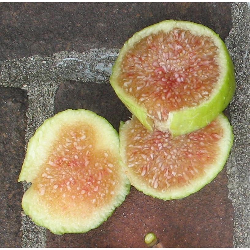 Figs ต้นมะเดื่อฝรั่ง พันธุ์ Conadria (คอนาเดีย)พร้อมกระถาง 6 นิ้ว ลำต้นสูง 45-50 ซม