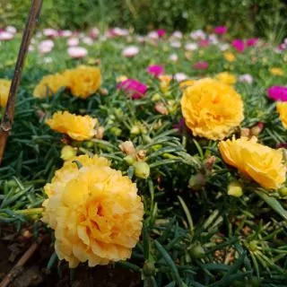 คุณนายตื่นสายกลีบซ้อน 20 สีกิ่งพันธุ์ เลือกสีได้ แยกสีให้จ้า
