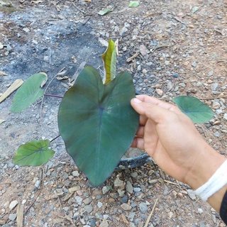 Colocasia esculenta pineapple princess เเท้ 100% โคโลคาเซีย  เจ้าหญิงสัปรด