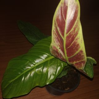 Philodendron Subhastatum