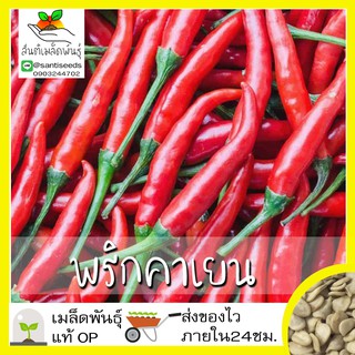 เมล็ดพันธุ์ พริกคาเยน 50 เมล็ด Long Red Cayenne Pepper เมล็ดพันธุ์แท้100% นำเข้าจากต่างประเทศ ปลูกผัก สวนครัว ราคาถูก