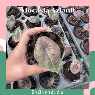 ต้นอโลคาเซีย อัซลานีอาย (Alocasia Azlanii) กระถาง 4 นิ้ว