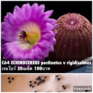 C64 ECHINOCEREUS pectinatus v rigidissimus เรนโบว์ 20เมล็ด 100บาท