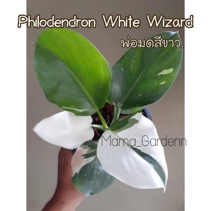Philodendron White​ Wizard​ ฟิโลไวท์วิซาด (พ่อมดขาว)​