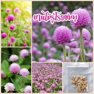 เมล็ดดอกบานไม่รู้โรยสีชมพู 50 เมล็ด​