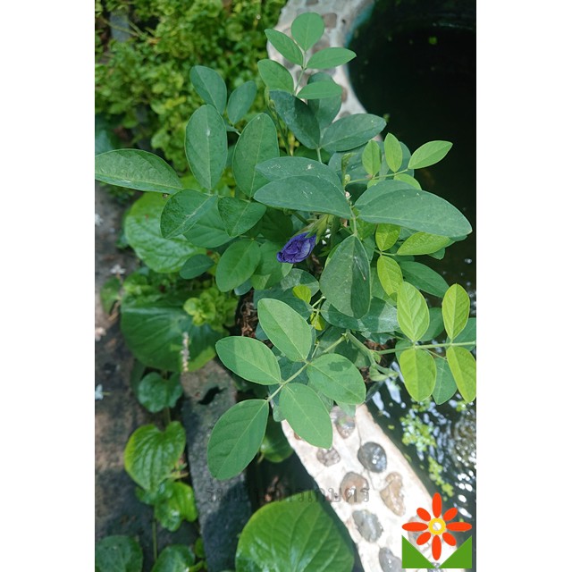 ต้นอัญชัน ดอกสีม่วง อัญชัน ดอกซ้อนใหญ่ พร้อมปลูก เมล็ดสามารถเก็บไปปลูกต่อได้คุ้มค่า - รูปที่ 3