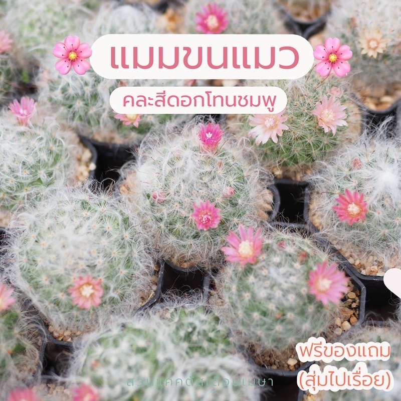 แคคตัส แมมขนแมว 🌸🐈 ขนาด 4 cm ขึ้นไป คละสีดอกโทนชมพู ถ้าออกดอกส่งต้นที่ออกดอกให้ก่อน 🌸