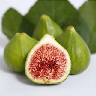 10 เมล็ด เมล็ดมะเดื่อฝรั่ง Figs สายพันธุ์ Violet de Bordeaux (วีดีบี) มะเดื่อฝรั่ง หรือ ลูกฟิก