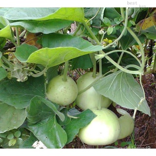 Round Upo/Bottlegourd seedsRoseesculentumManilaColorCabbageGrassPurityKaleMixedRuby NCGD
