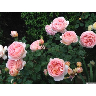 30 เมล็ด เมล็ดพันธุ์ กุหลาบ พันธุ์ Abraham Darby Rose Seeds ดอกใหญ่ นำเข้าจากต่างประเทศ จัดส่งพร้อมคู่มือ