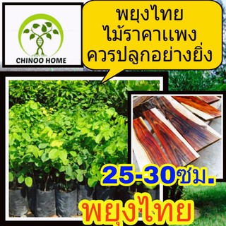 แหล่งขายและราคาต้นพยุงไทย 25-30ซม. ต้นไม้ตาย เคลมฟรี ทุกต้น เฉพาะ ระหว่างขนส่ง เท่านั้น ต้นพยุง พยุง เป็นไม้ราคาเเพงอาจถูกใจคุณ