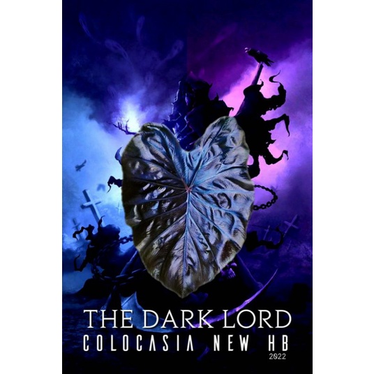 Colocasia The Dark Lord (hybrid) Thailand