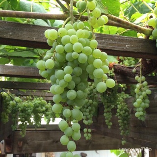 High Quality Grape Seeds for Planting (20 Seeds/Pack)...Buto ng ubas...Bonsaiผลไม้ต้นไม้Seeds Fru0เมล็ด/บ้านและสวน/กางเก