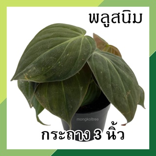 [3 ต้น ลด 10.-] พลูสนิม ในกระถาง 3 นิ้ว เป็นกอ ใบใหญ่ พลูกำมะหยี่ ต้นไม้ในร่ม ต้นไม้ฟอกอากาศ ไม้เลื้อย ต้นไม้ในร่ม