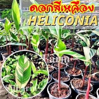 ต้นเฮลิโคเนีย (Heliconia) ต้นพันธุ์เฮลิโคเนีย จำหน่ายยกกระถางพร้อมขยายหน่อ  มีประกันระหว่างขนส่ง พร้อมจัดส่ง