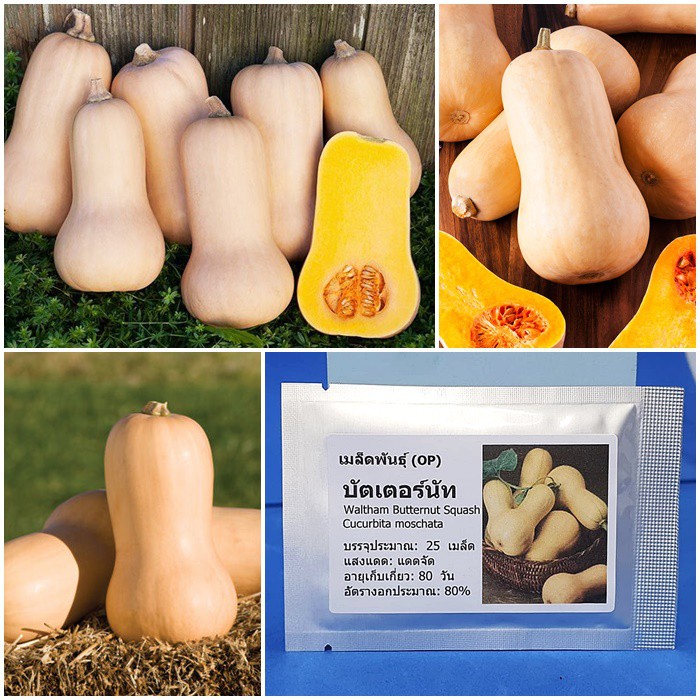 เมล็ดพันธุ์ บัตเตอร์นัท Waltham Butternut Squash Seed บรรจุ 25 เมล็ด คุณภาพดี ของแท้ 100%